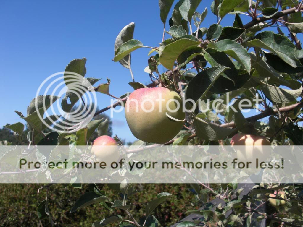 pink pearl apple photo orchardpics021.jpg